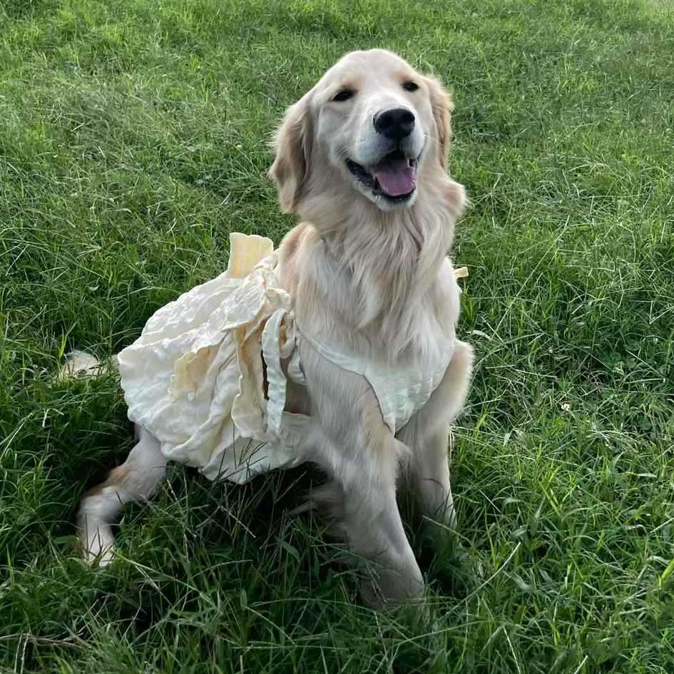 Yellow Polyester Pet Dress Princess Dog Clothing 3XL-6XL for Medium and Large Dogs