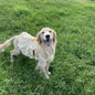Yellow Polyester Pet Dress Princess Dog Clothing 3XL-6XL for Medium and Large Dogs
